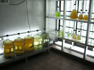 Phytoplankton- und Zooplanktonproduktion Phytoplankton- und Zooplanktonproduktion
