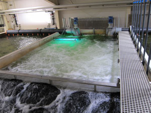 Sauerstoffeintrag und CO2-Stripping Sauerstoffeintrag und CO2-Stripping