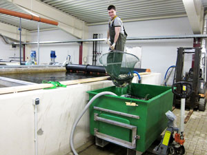 Fischwiegung im Transportbehälter Fischwiegung im Transportbehälter