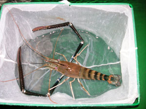 Malaysian prawn Macrobrachium Malaysian prawn Macrobrachium