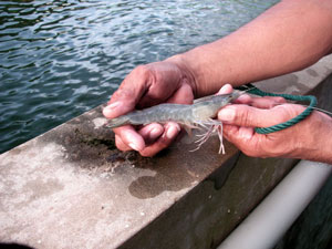 Shrimp Litopenaeus vannamei Shrimp Litopenaeus vannamei