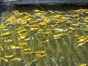 Goldforelle Oncorhynchus aguabonita Goldforelle Oncorhynchus aguabonita
