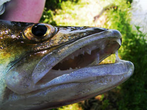 Zander Stizostedion lucioperca Zander Stizostedion lucioperca