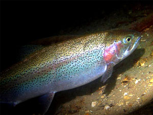 Regenbogenforelle Oncorhynchus mykiss Regenbogenforelle Oncorhynchus mykiss